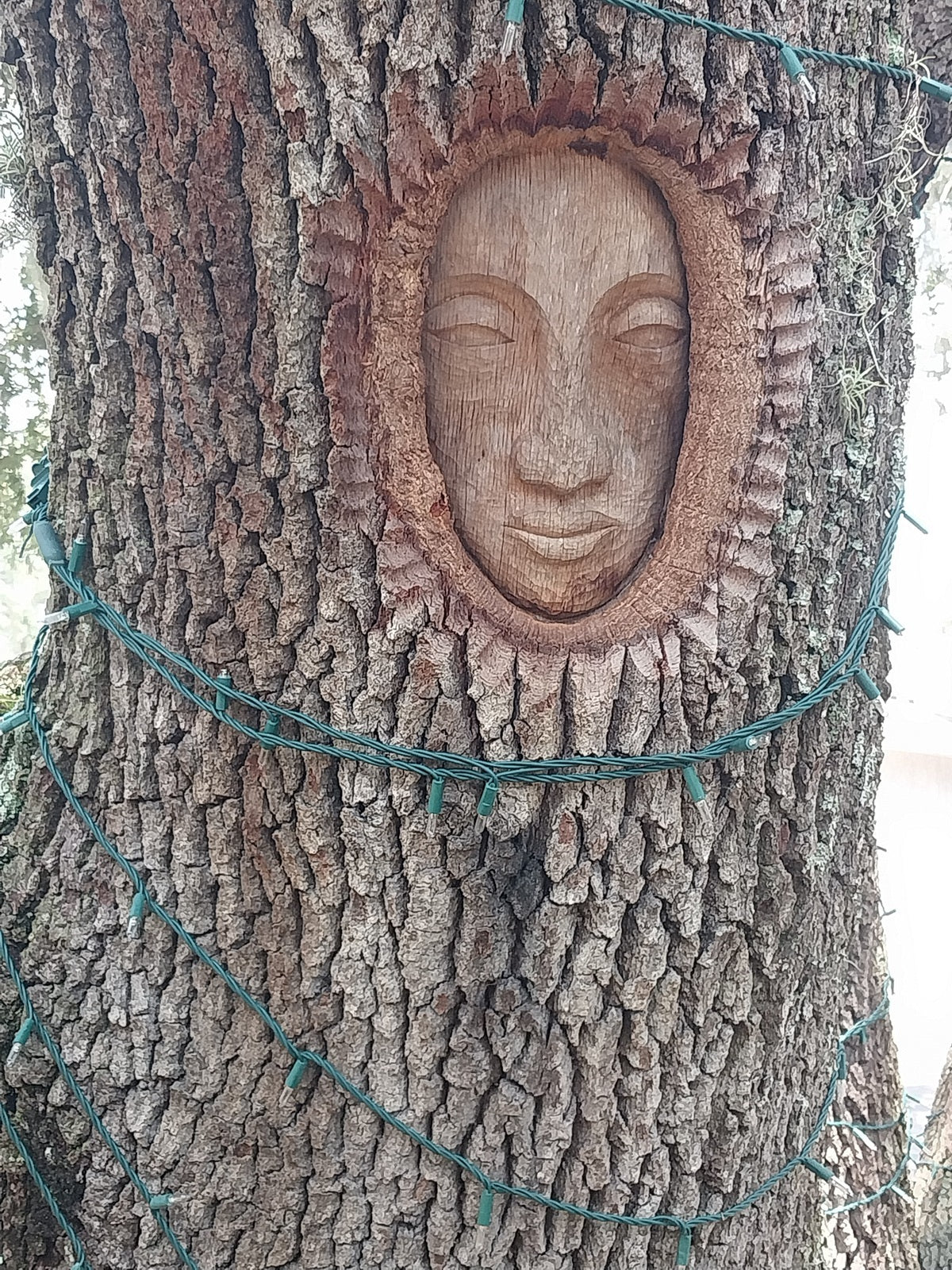 Spirit Face Carved on Trees,