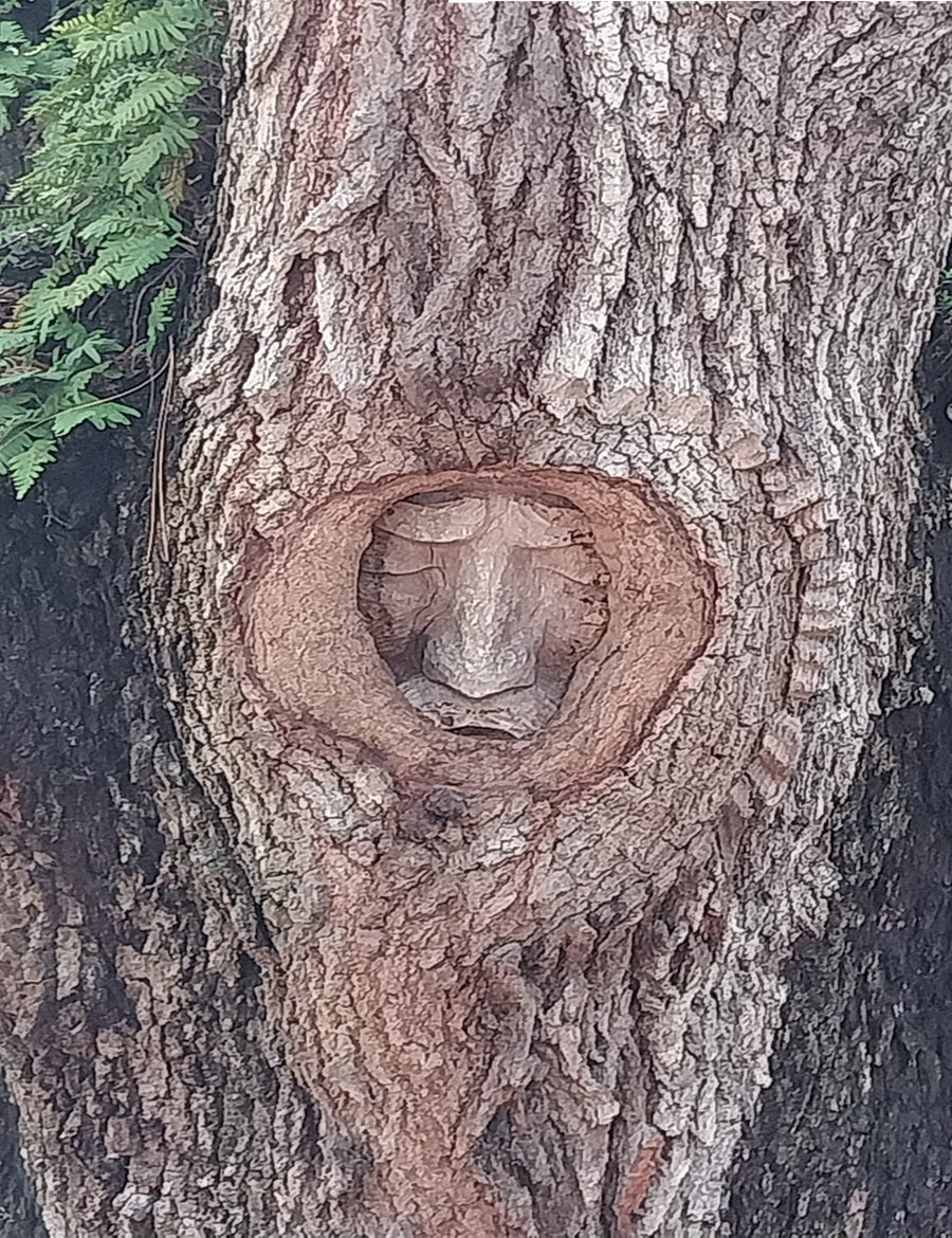 Spirit Face Carved on Trees,