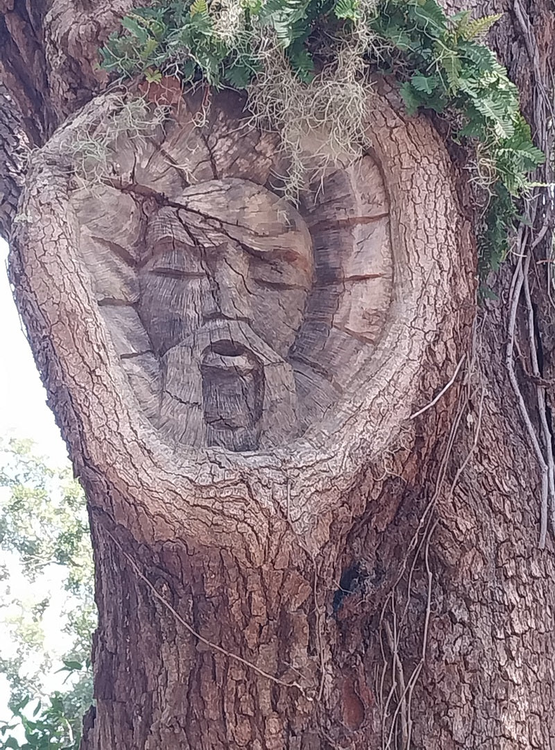 Spirit Face Carved on Trees,